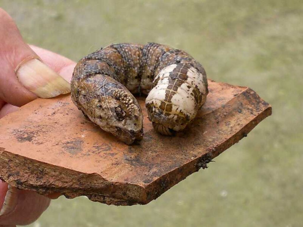 Bruco di lepidottero? di cosa si tratta 2!